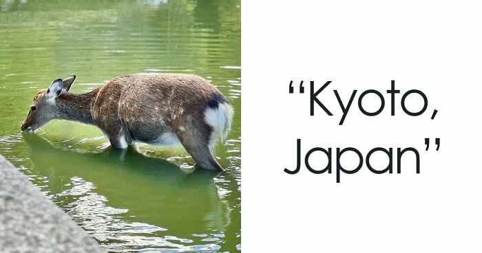 73 High-Quality Pics Showing Animals In All Their Glory