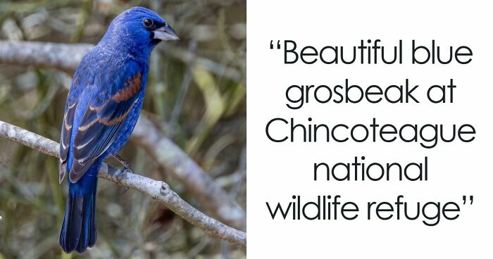 73 High-Quality Pics Showing Animals In All Their Glory