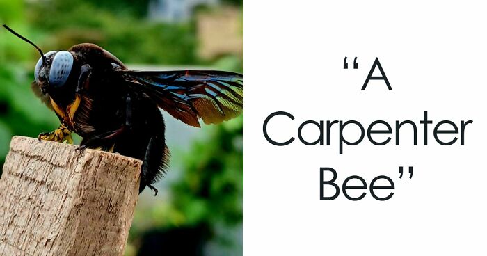 73 High-Quality Pics Showing Animals In All Their Glory