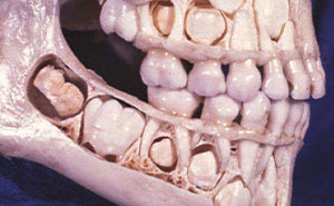 “Your Kidneys Are Selfish”: 59 Facts About The Human Body That Are Both Incredible And Horrifying