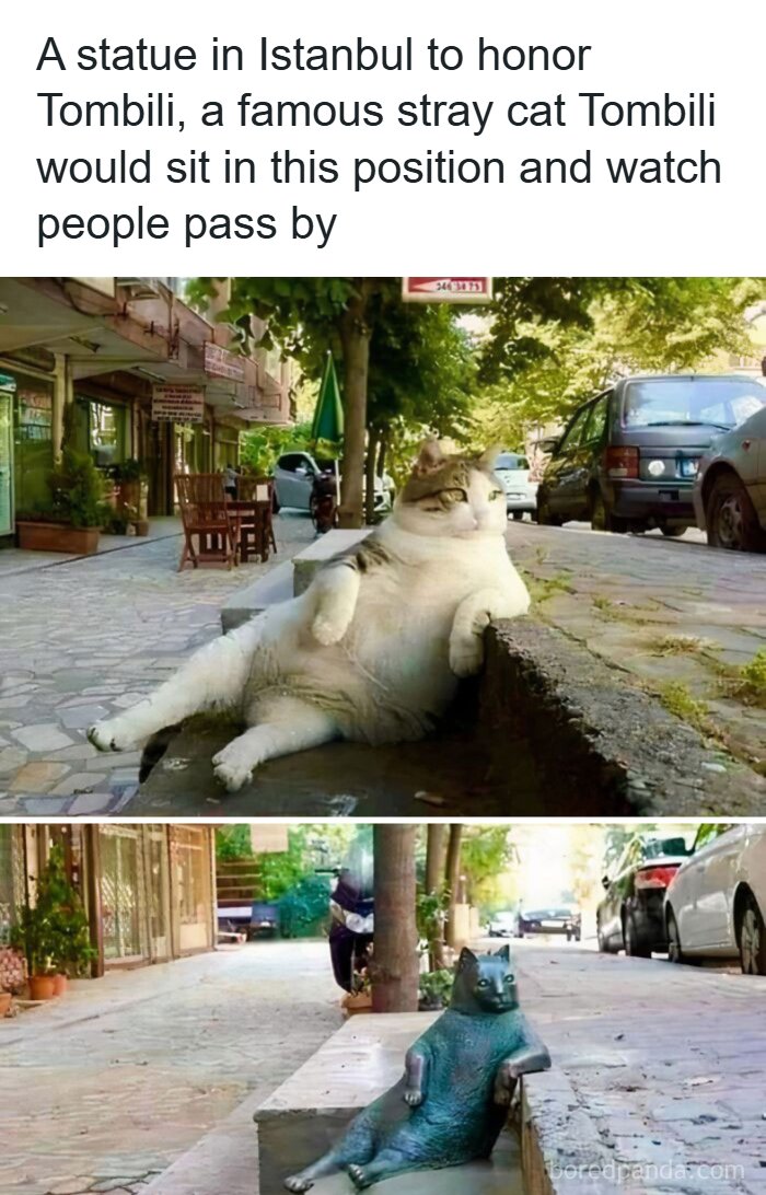 A famous stray cat in Istanbul and its statue both lounging uniquely on a street bench, capturing unique moments in history.