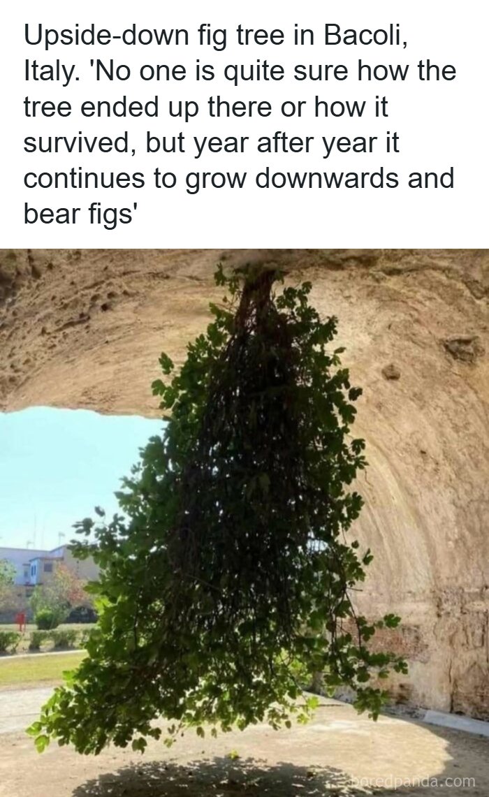 Upside-down fig tree in Bacoli, Italy, an unusual natural phenomenon capturing unique moments in history and nature.