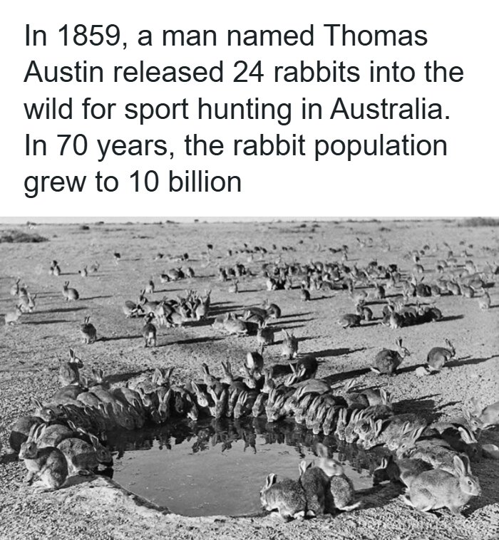 Rabbits drinking water in Australia illustrating unique moments in history with rapid population growth since 1859.
