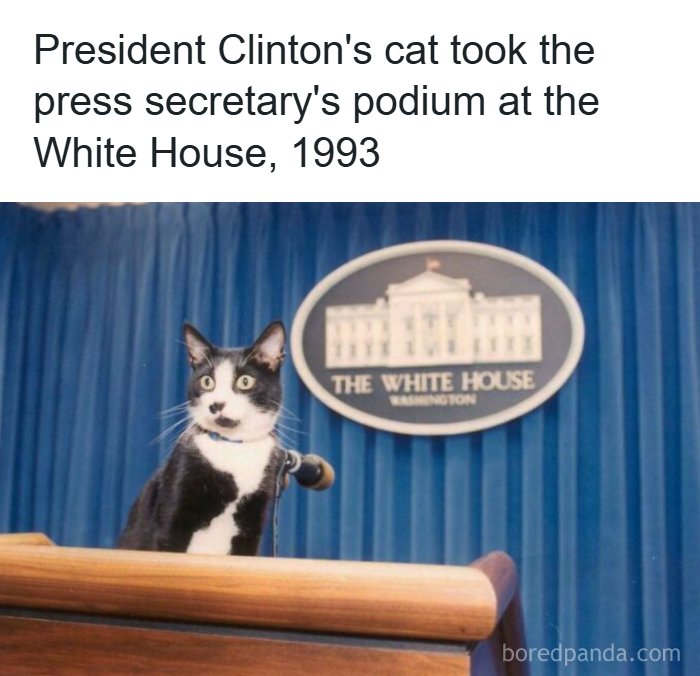 Cat at the White House press secretary's podium in 1993, a unique moment in recent history captured in a rare photo.
