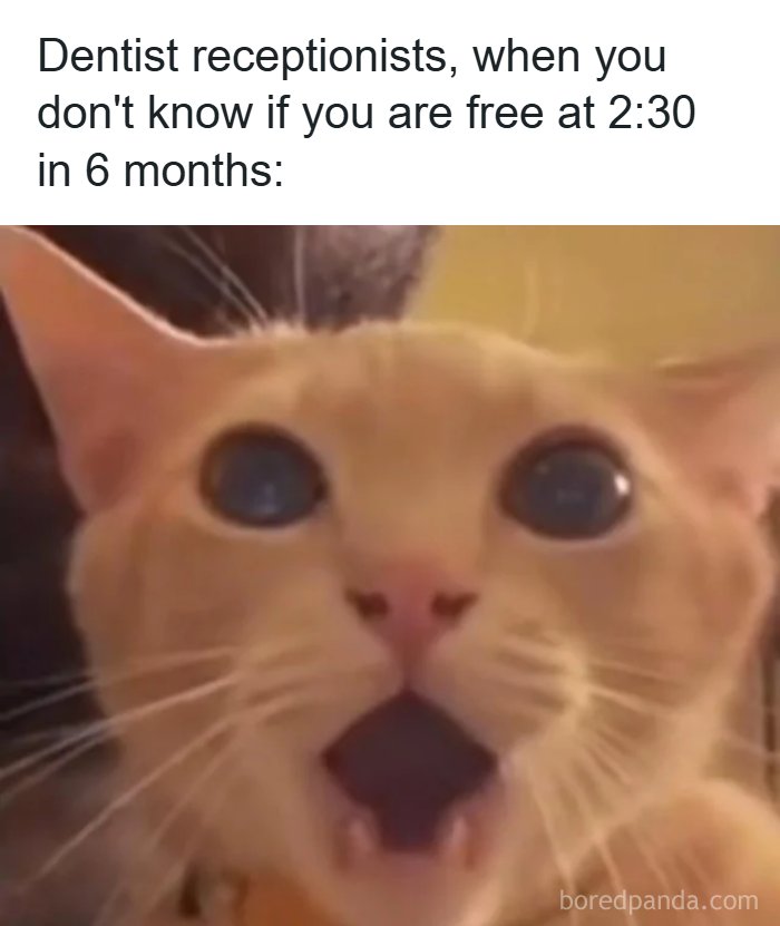 Surprised cat meme illustrating funny moments for those who need memes to function properly and stay entertained.