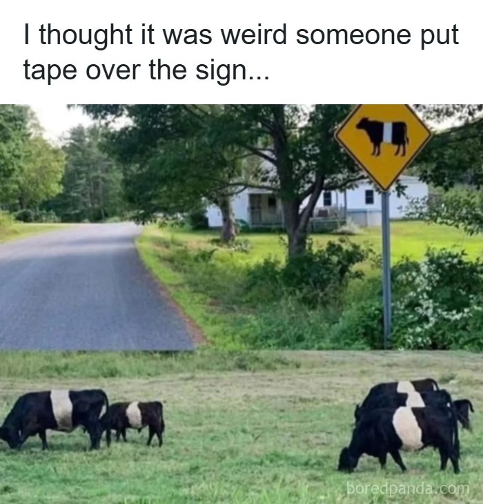 Humorous meme showing cows with white stripes matching a road sign, highlighting entertaining meme content for fun.