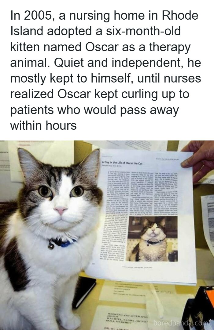 Cat Oscar as a therapy animal in a nursing home, known for unique moments in history with patients passing away nearby.