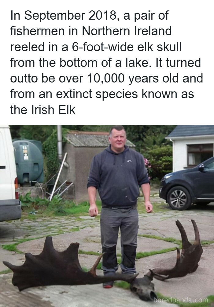 Man standing next to a 6-foot-wide elk skull from an extinct Irish Elk, showcasing a unique moment in ancient history.