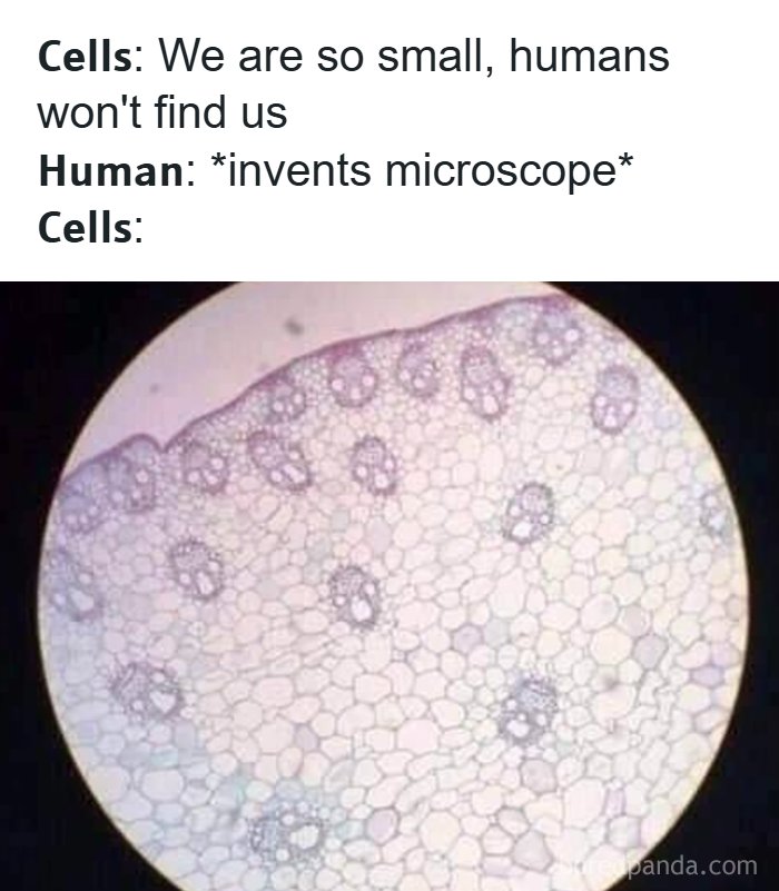 Microscopic view of cells with humorous meme text about humans inventing microscopes to find small cells.