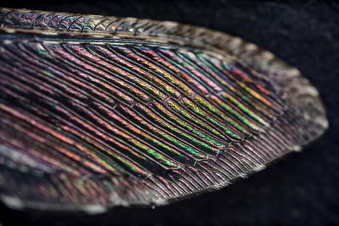 Robber Fly Wing