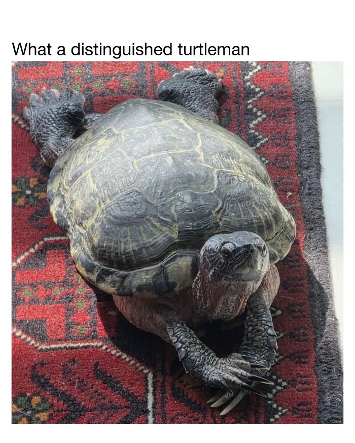 Wholesome-Animal-Memes-Funny-Sovjetanimals