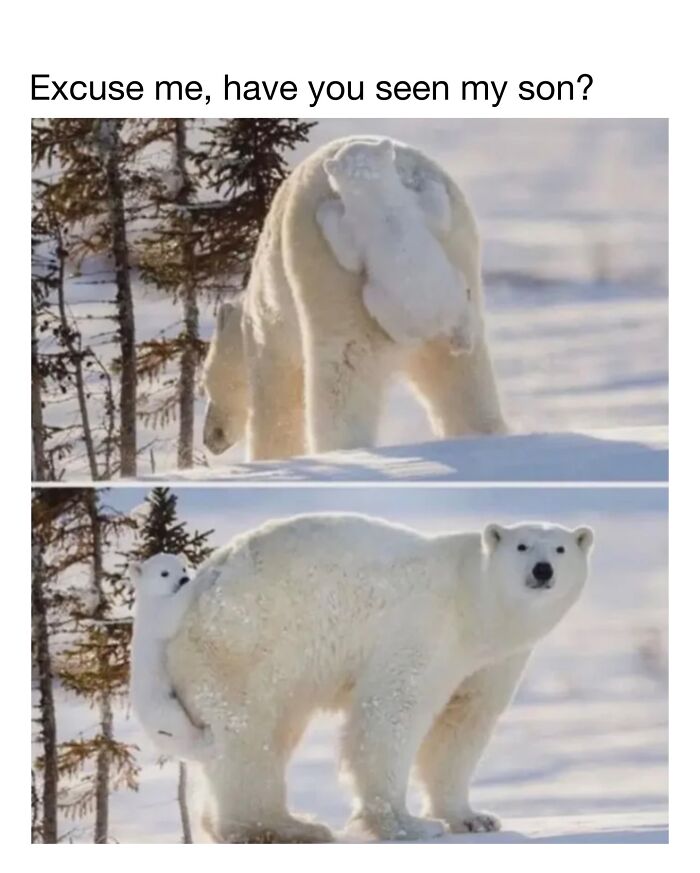 Wholesome-Animal-Memes-Funny-Sovjetanimals