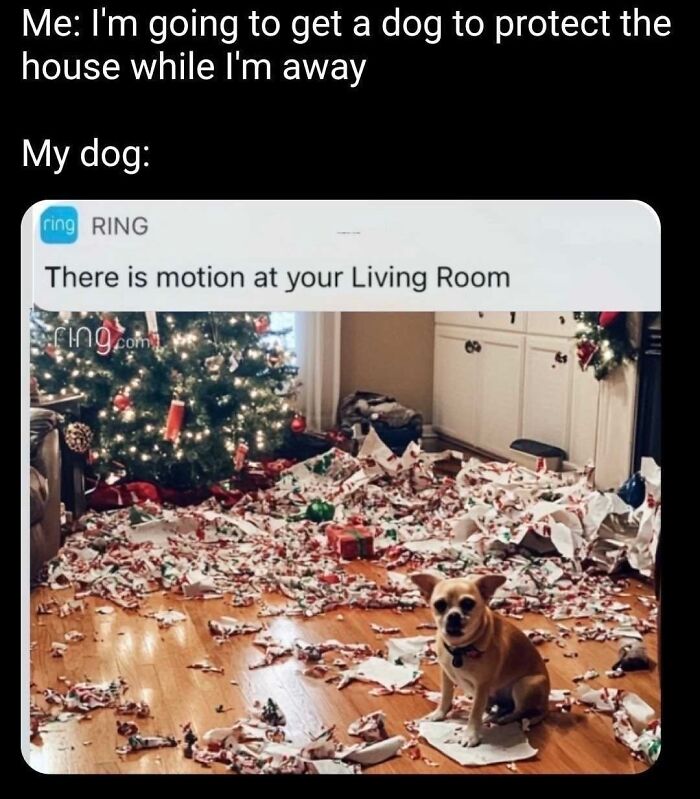 50 Animal Memes So Perfectly Timed They Feel Scripted (But They’re Not)