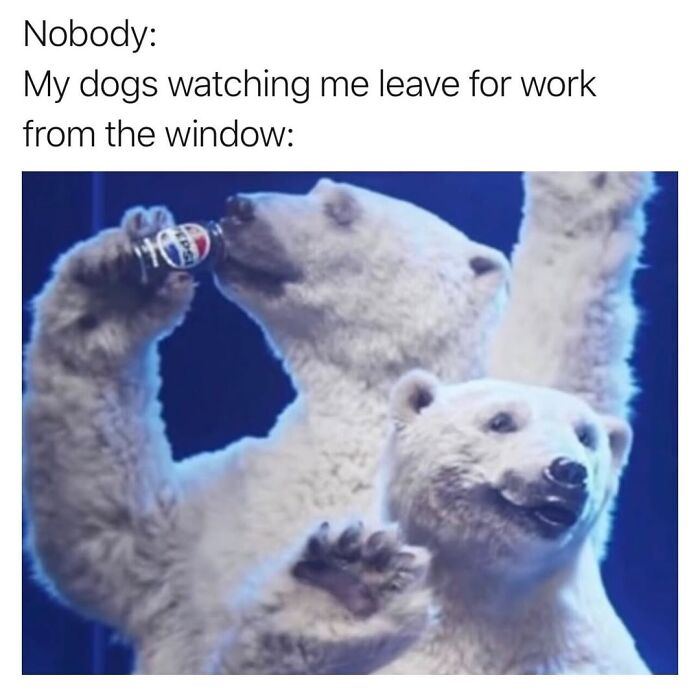 50 Animal Memes So Perfectly Timed They Feel Scripted (But They’re Not)