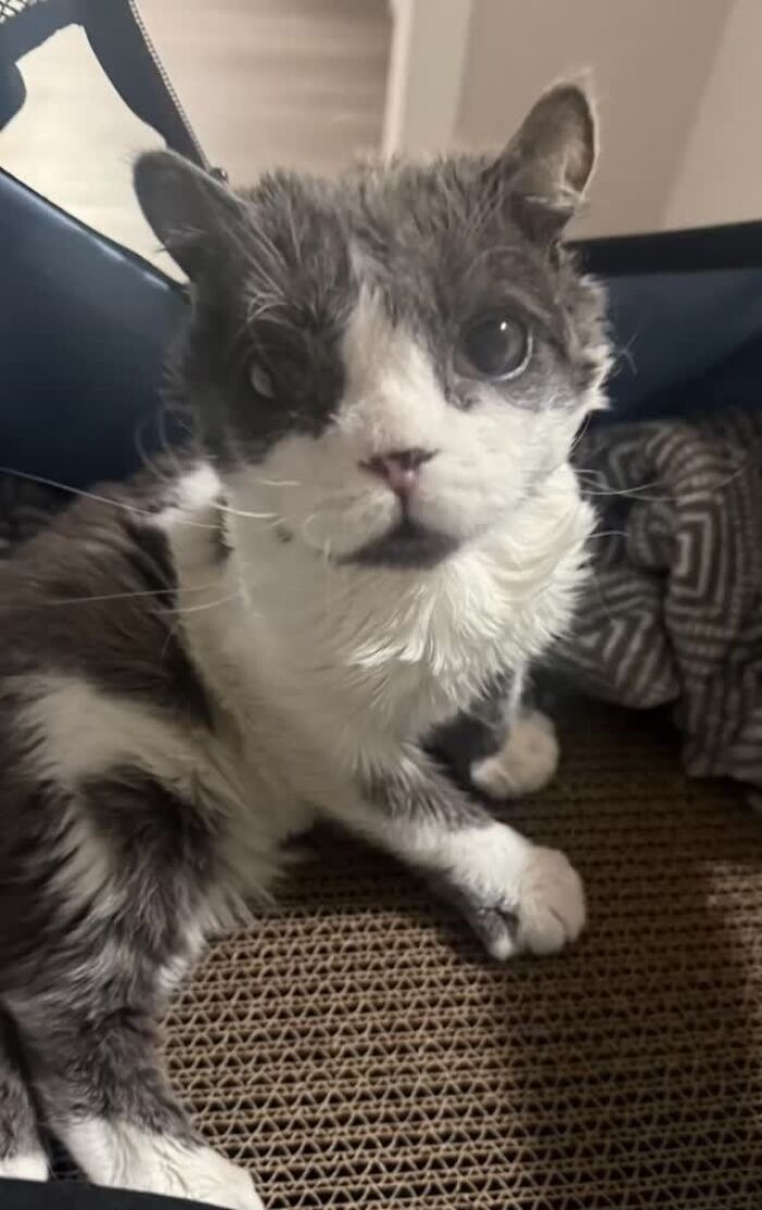 This Tiny Cat Living With A Rare Genetic Condition Was Rescued And Found His Loving Family