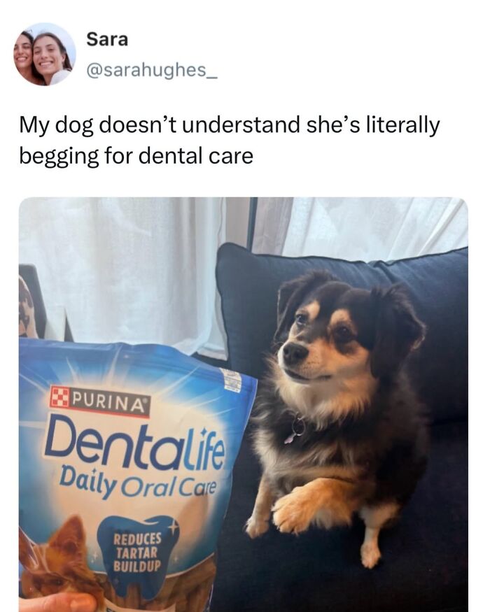 50 Animal Memes So Perfectly Timed They Feel Scripted (But They’re Not)