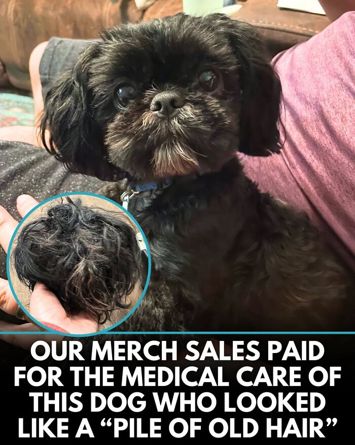 This Instagram Page Shares Incredible Dog Stories That Prove Dogs Truly Make The World A Better Place (50 Pics)