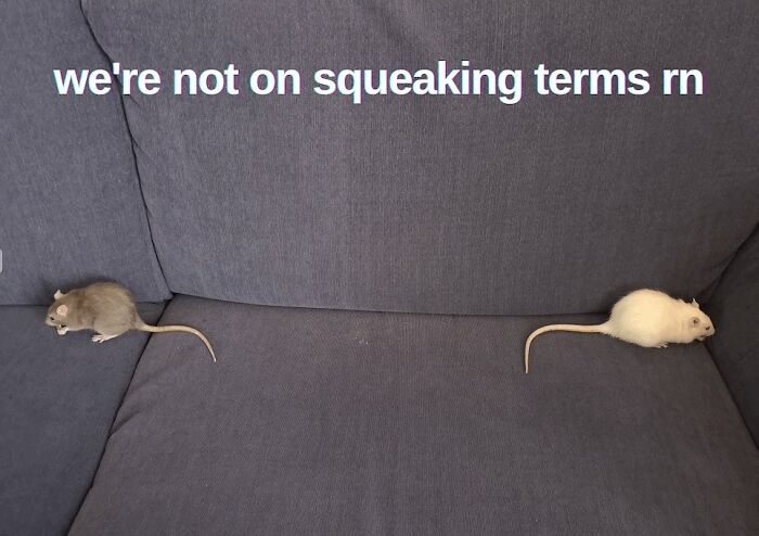 50 Animal Memes So Perfectly Timed They Feel Scripted (But They’re Not)