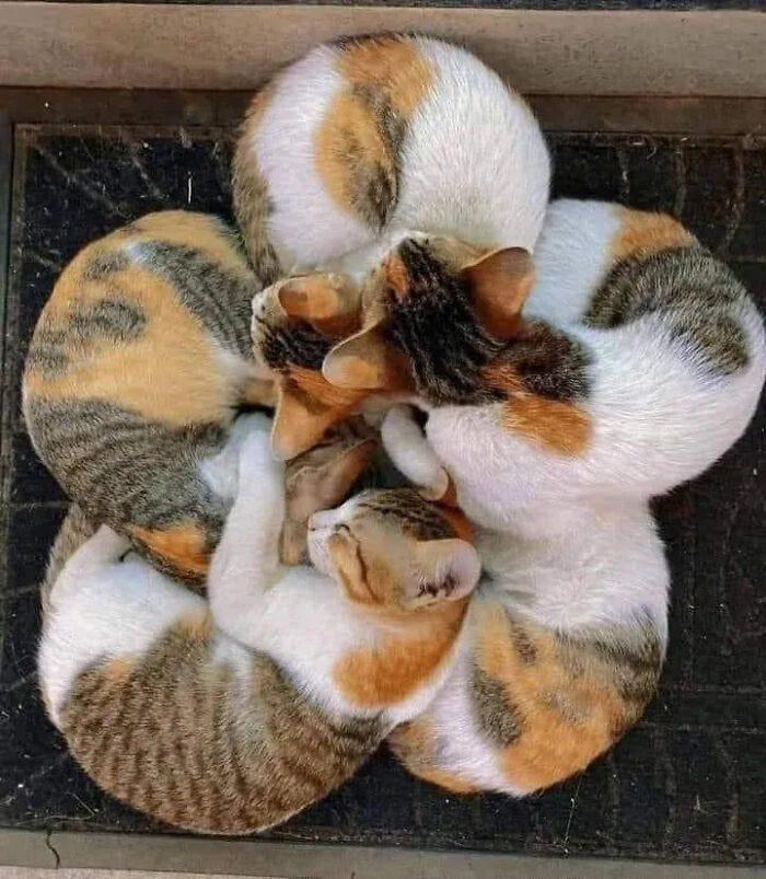 This Instagram Page Shares Random Cat Photos That Will Convince You To Get One (51 Pics)