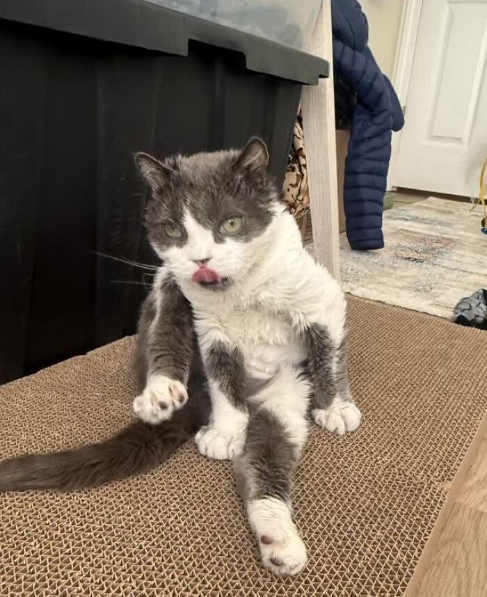 This Tiny Cat Living With A Rare Genetic Condition Was Rescued And Found His Loving Family