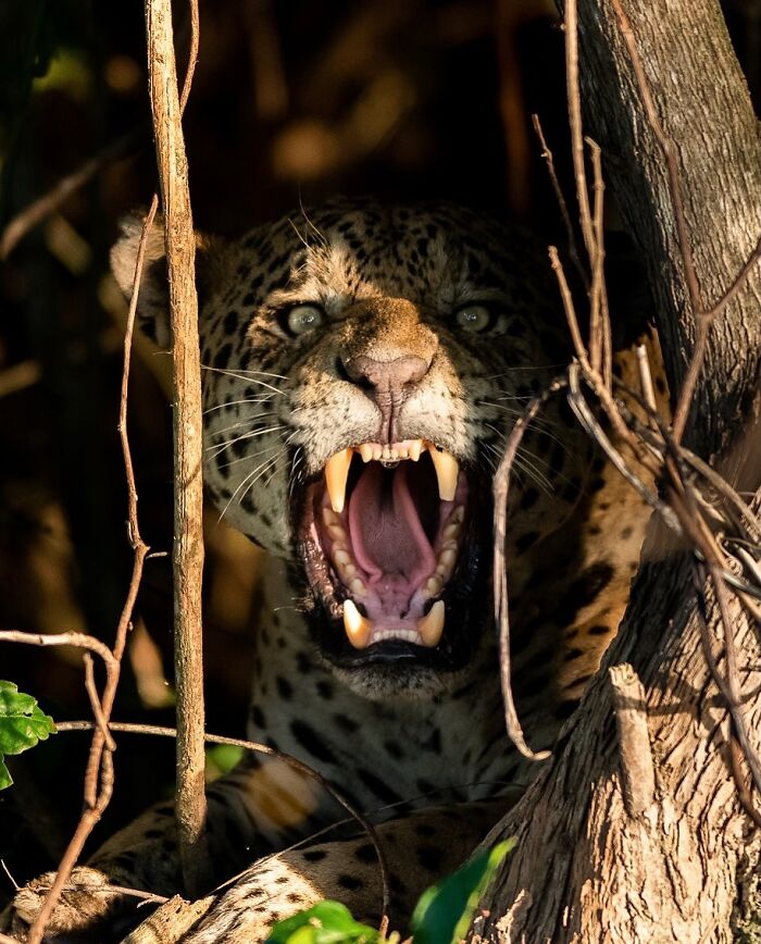 Stunning Wildlife Photography By Alexandra That Brings Us Closer To Nature (40 Pics)-Interview