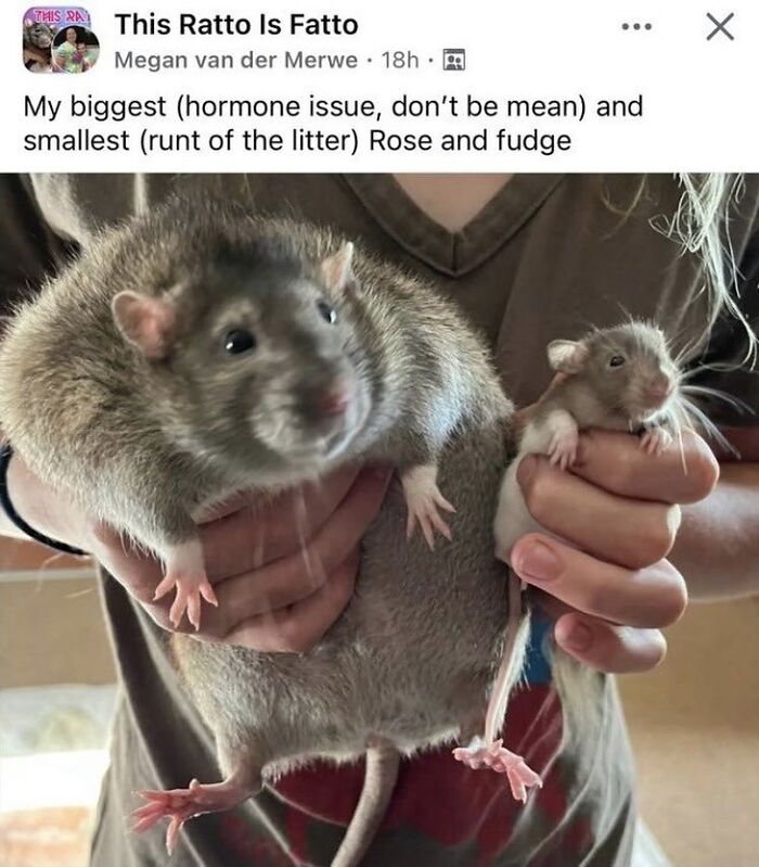 50 Animal Memes So Perfectly Timed They Feel Scripted (But They’re Not)