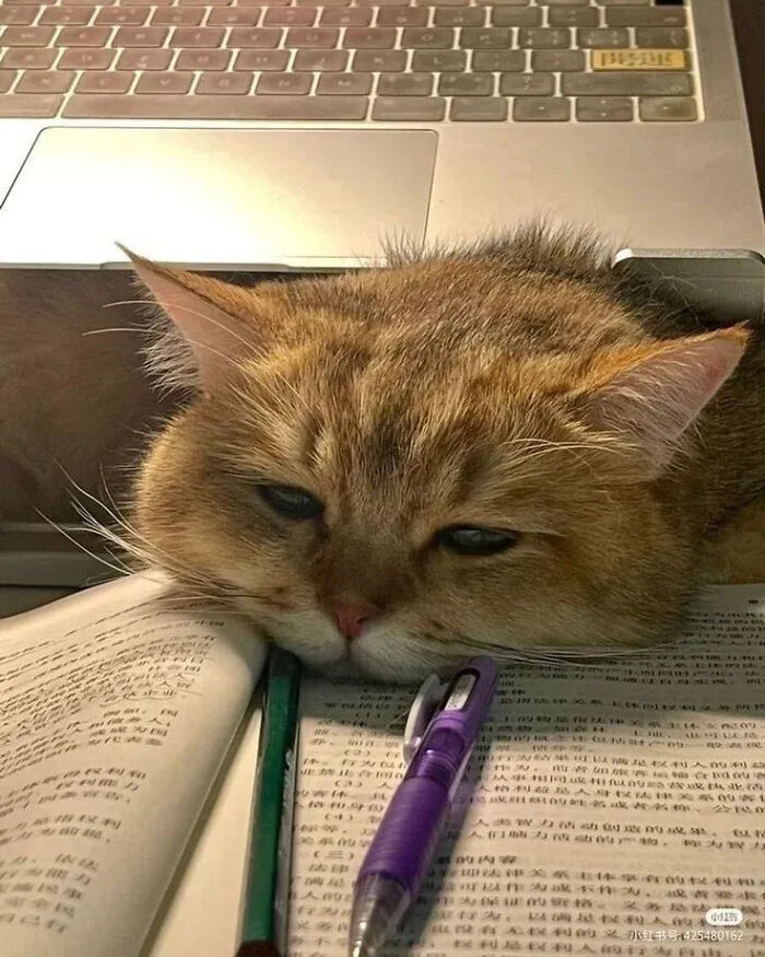 This Instagram Page Shares Random Cat Photos That Will Convince You To Get One (51 Pics)