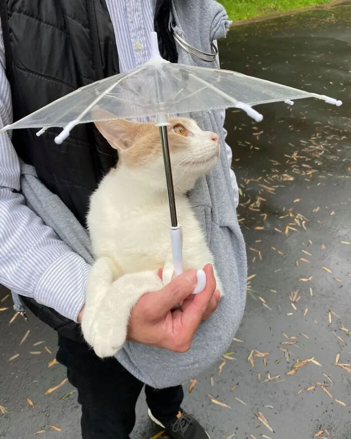 This Instagram Page Shares Random Cat Photos That Will Convince You To Get One (51 Pics)