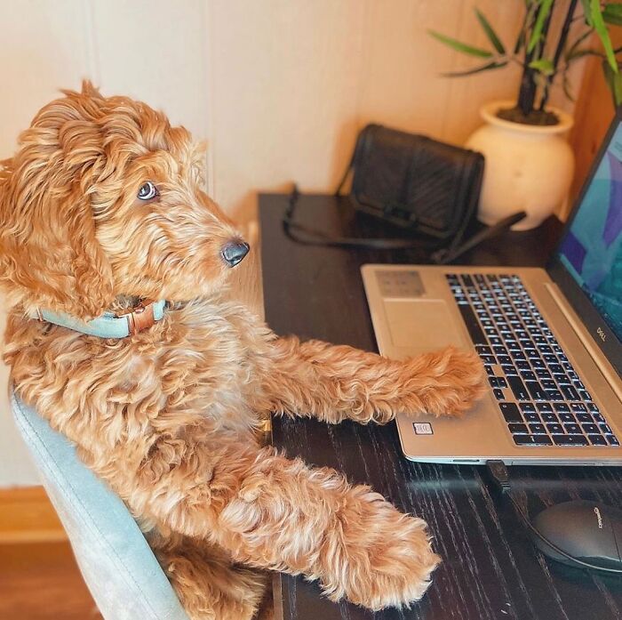 Dogs Working From Home Are Way More Productive (And Way Cuter) Than Us, And These Photos Prove It (51 Pics)
