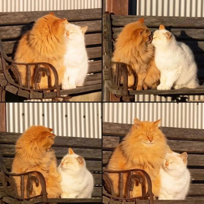 This Instagram Page Shares Random Cat Photos That Will Convince You To Get One (51 Pics)