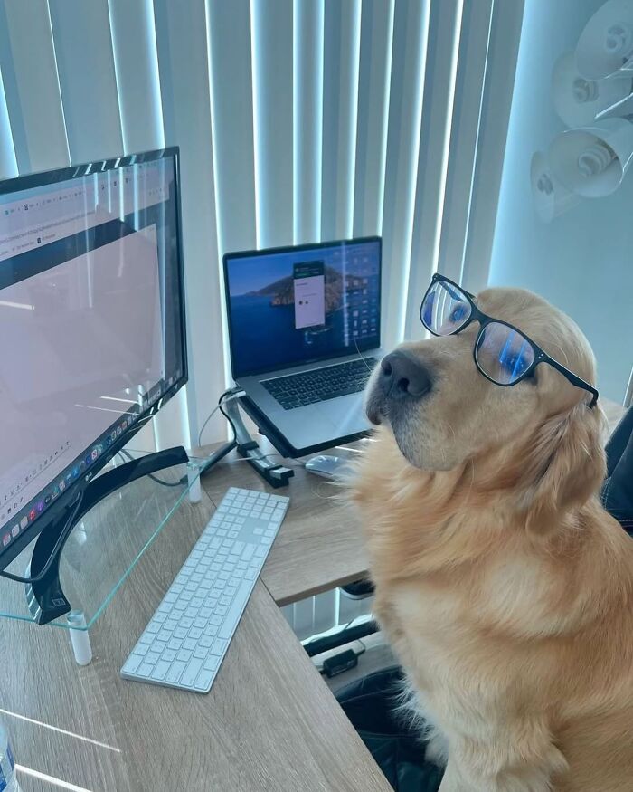 Dogs Working From Home Are Way More Productive (And Way Cuter) Than Us, And These Photos Prove It (51 Pics)