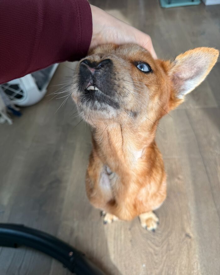 After Surviving Cruelty, This Dog Found Safety, Love, And A Reunion No One Expected