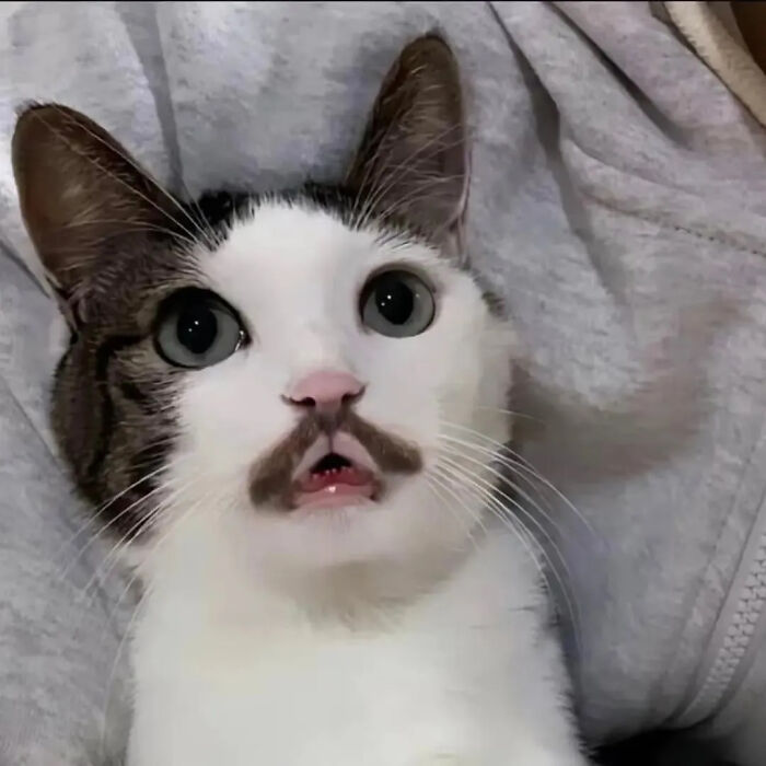 This Instagram Page Shares Random Cat Photos That Will Convince You To Get One (51 Pics)