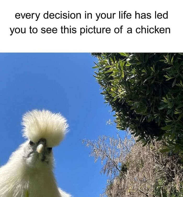 50 Animal Memes So Perfectly Timed They Feel Scripted (But They’re Not)