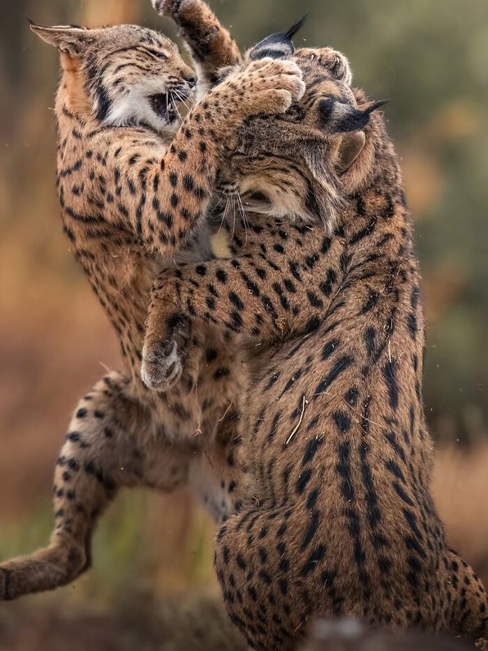 Stunning Wildlife Photography By Alexandra That Brings Us Closer To Nature (40 Pics)-Interview