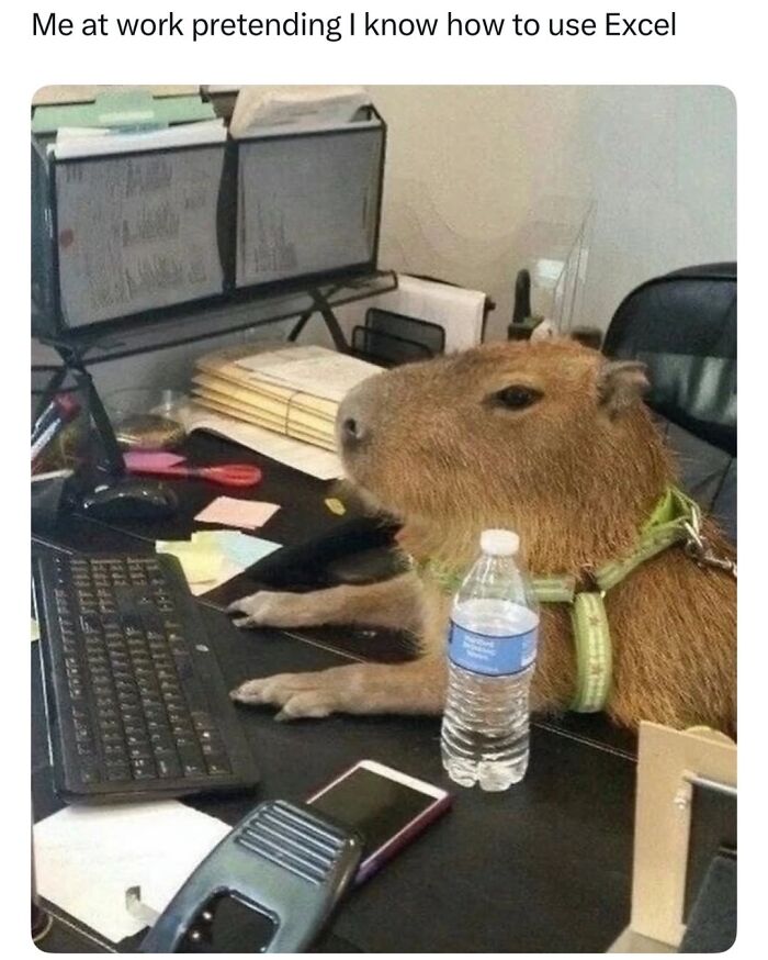 50 Animal Memes So Perfectly Timed They Feel Scripted (But They’re Not)