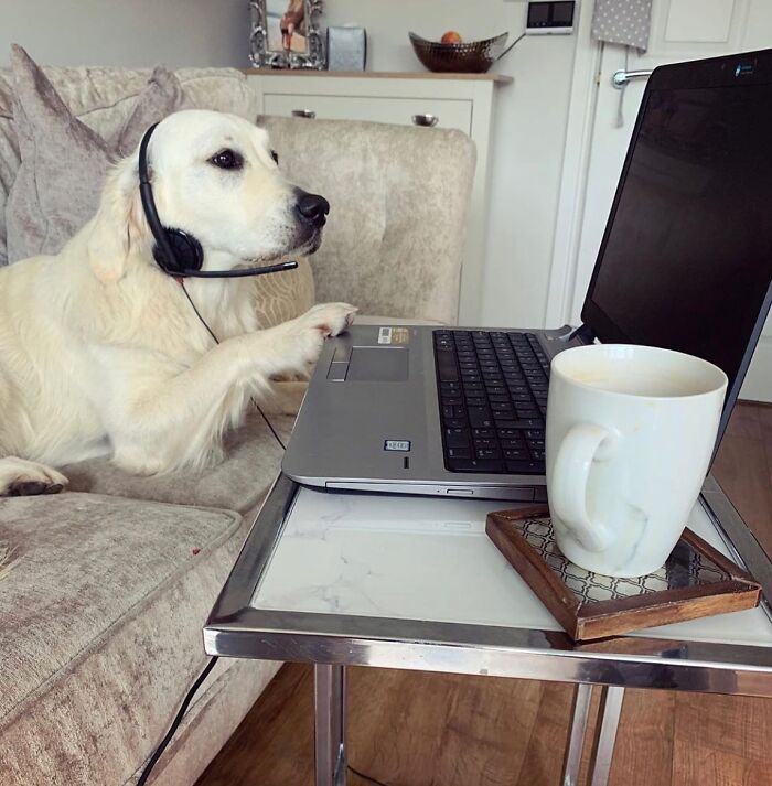 Dogs Working From Home Are Way More Productive (And Way Cuter) Than Us, And These Photos Prove It (51 Pics)