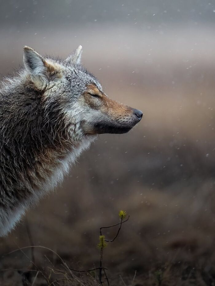 Stunning Wildlife Photography By Alexandra That Brings Us Closer To Nature (40 Pics)-Interview