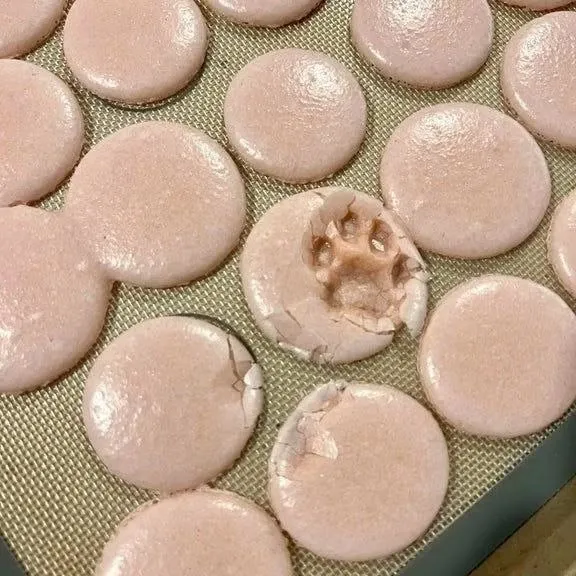 This Instagram Page Shares Random Cat Photos That Will Convince You To Get One (51 Pics)