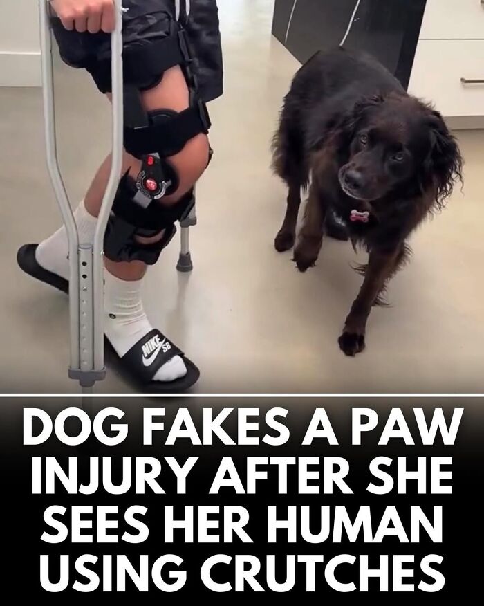 This Instagram Page Shares Incredible Dog Stories That Prove Dogs Truly Make The World A Better Place (50 Pics)