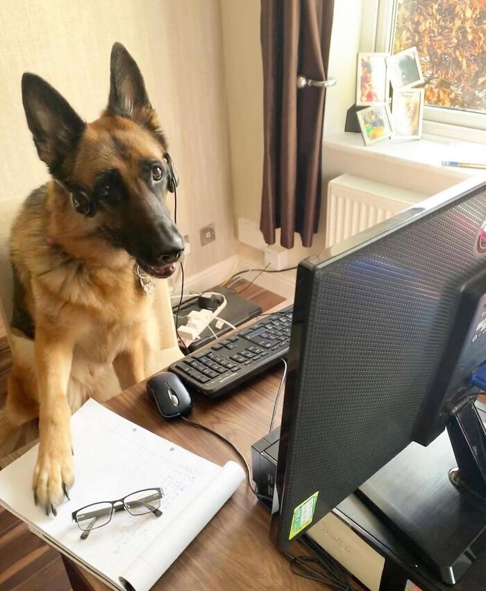 Dogs Working From Home Are Way More Productive (And Way Cuter) Than Us, And These Photos Prove It (51 Pics)