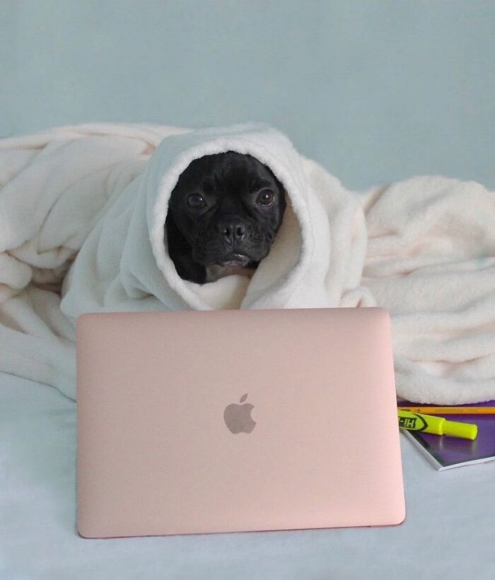 Dogs Working From Home Are Way More Productive (And Way Cuter) Than Us, And These Photos Prove It (51 Pics)