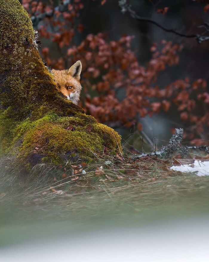 Stunning Wildlife Photography By Alexandra That Brings Us Closer To Nature (40 Pics)-Interview