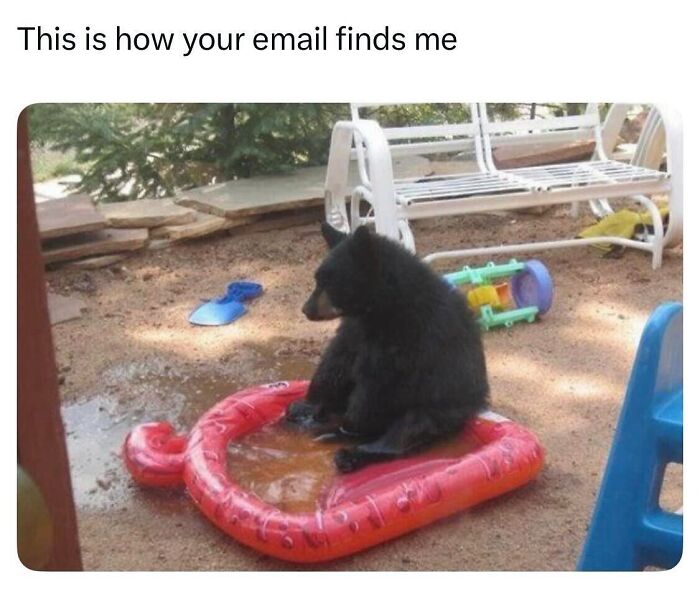 50 Animal Memes So Perfectly Timed They Feel Scripted (But They’re Not)