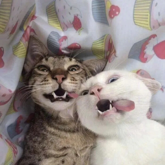 This Instagram Page Shares Random Cat Photos That Will Convince You To Get One (51 Pics)