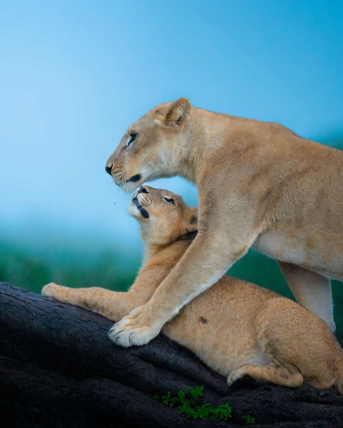 Stunning Wildlife Photography By Alexandra That Brings Us Closer To Nature (40 Pics)-Interview