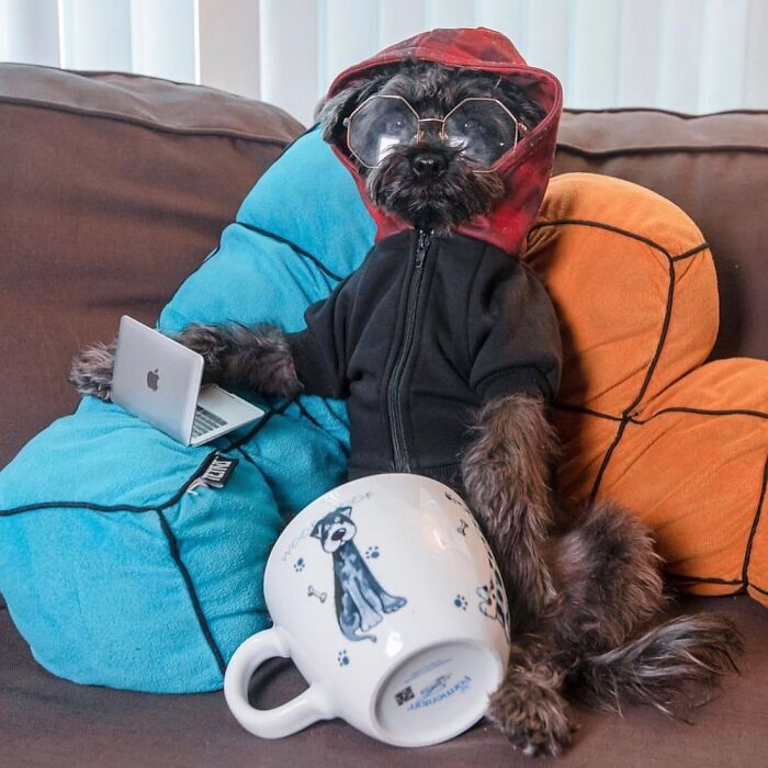Dogs Working From Home Are Way More Productive (And Way Cuter) Than Us, And These Photos Prove It (51 Pics)