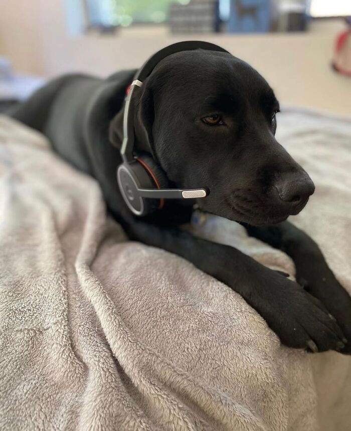 Dogs Working From Home Are Way More Productive (And Way Cuter) Than Us, And These Photos Prove It (51 Pics)