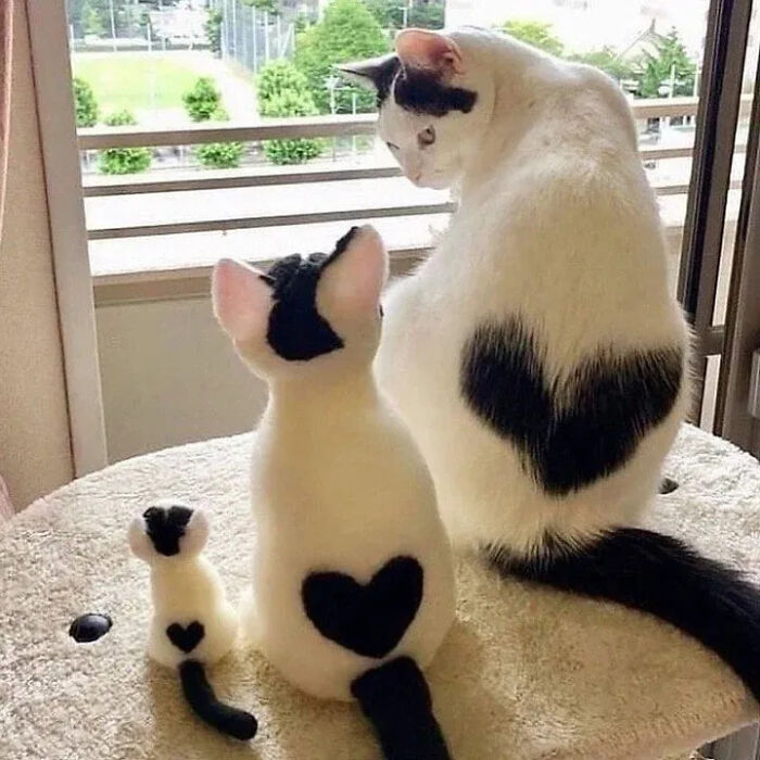 This Instagram Page Shares Random Cat Photos That Will Convince You To Get One (51 Pics)