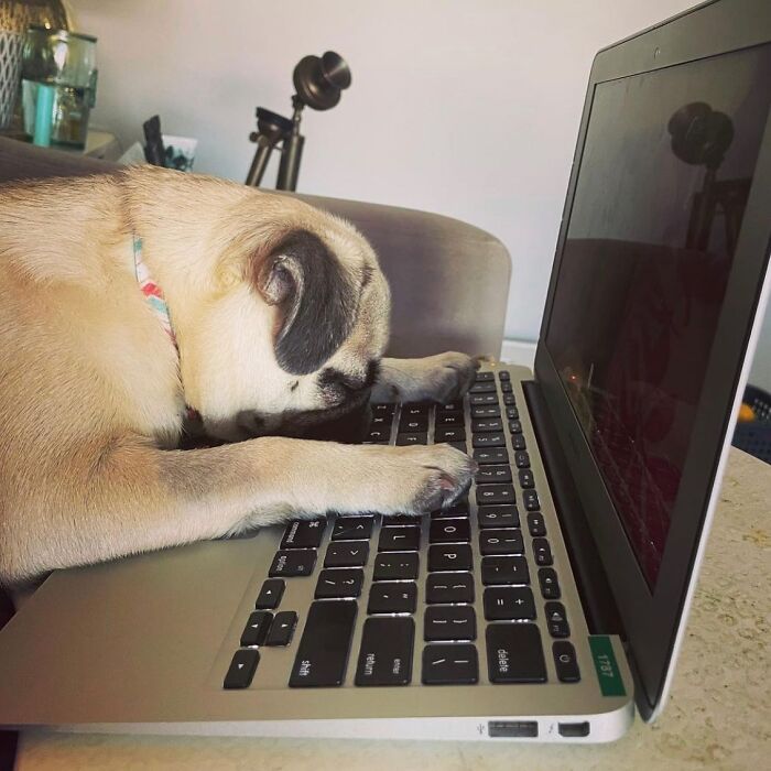 Dogs Working From Home Are Way More Productive (And Way Cuter) Than Us, And These Photos Prove It (51 Pics)